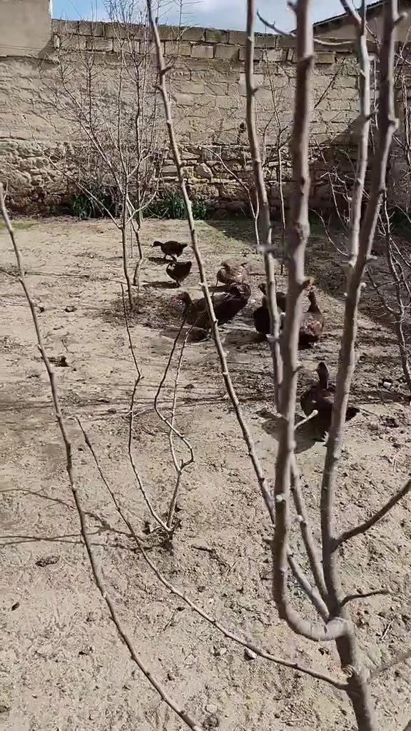 @MAŞTAĞA_QUŞCULUĞ