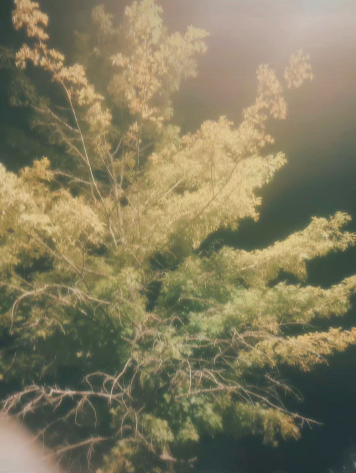 @𓏲⋆🌿.
