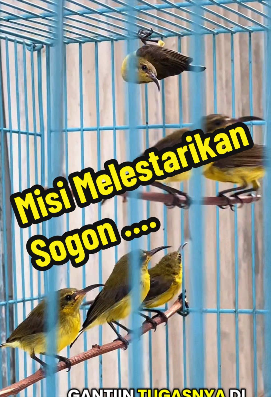 @GeDang Manuk