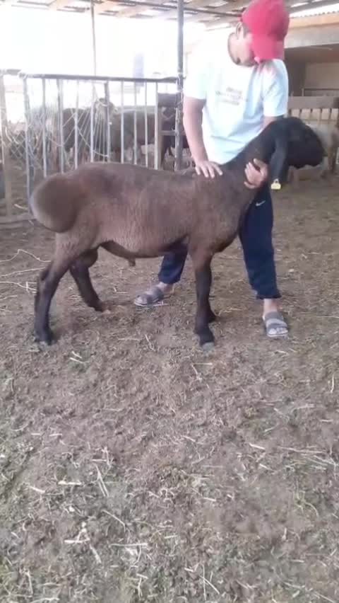 @Гани