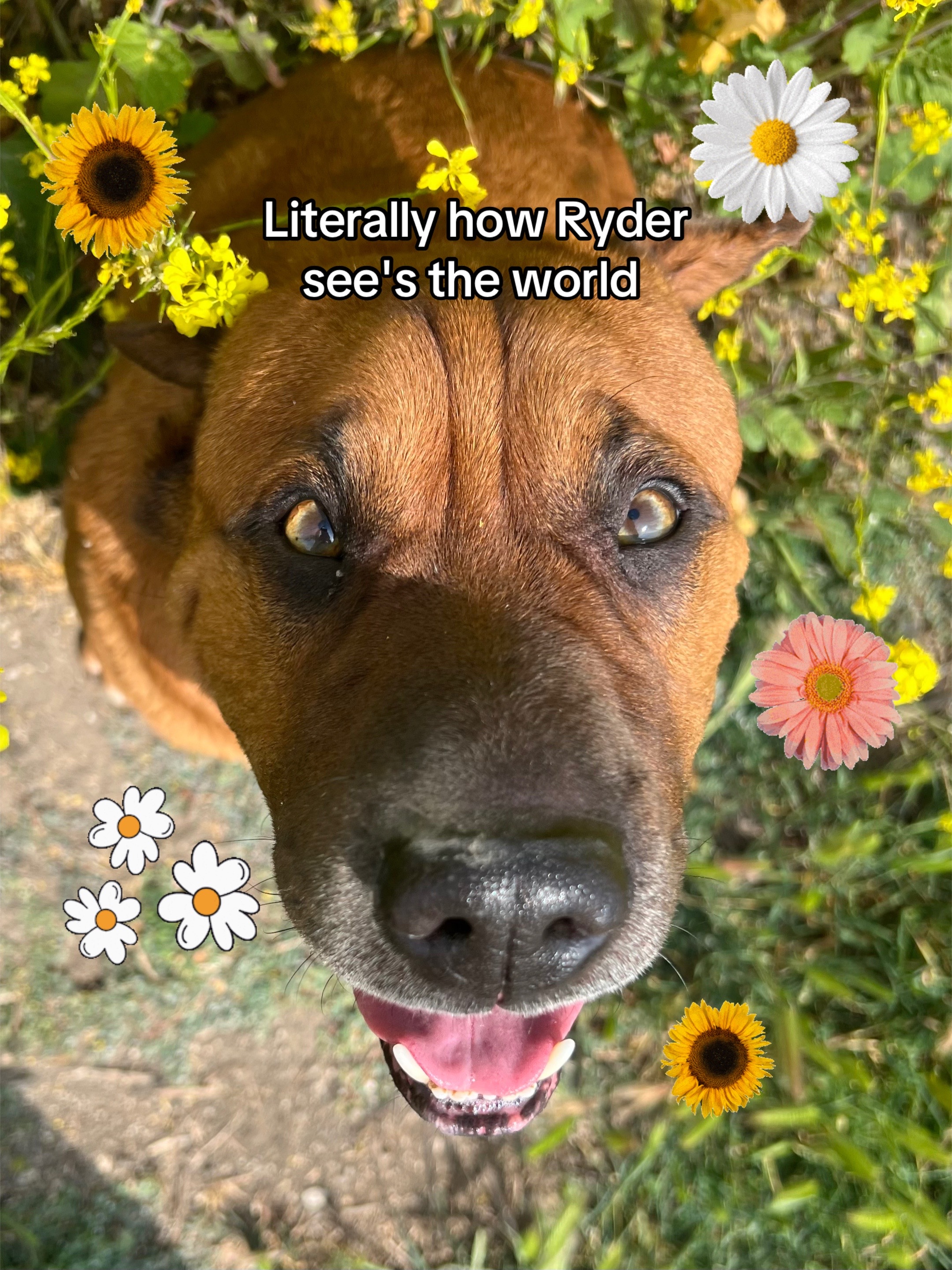 @Ryder 🐾 Rescue Shar Pei