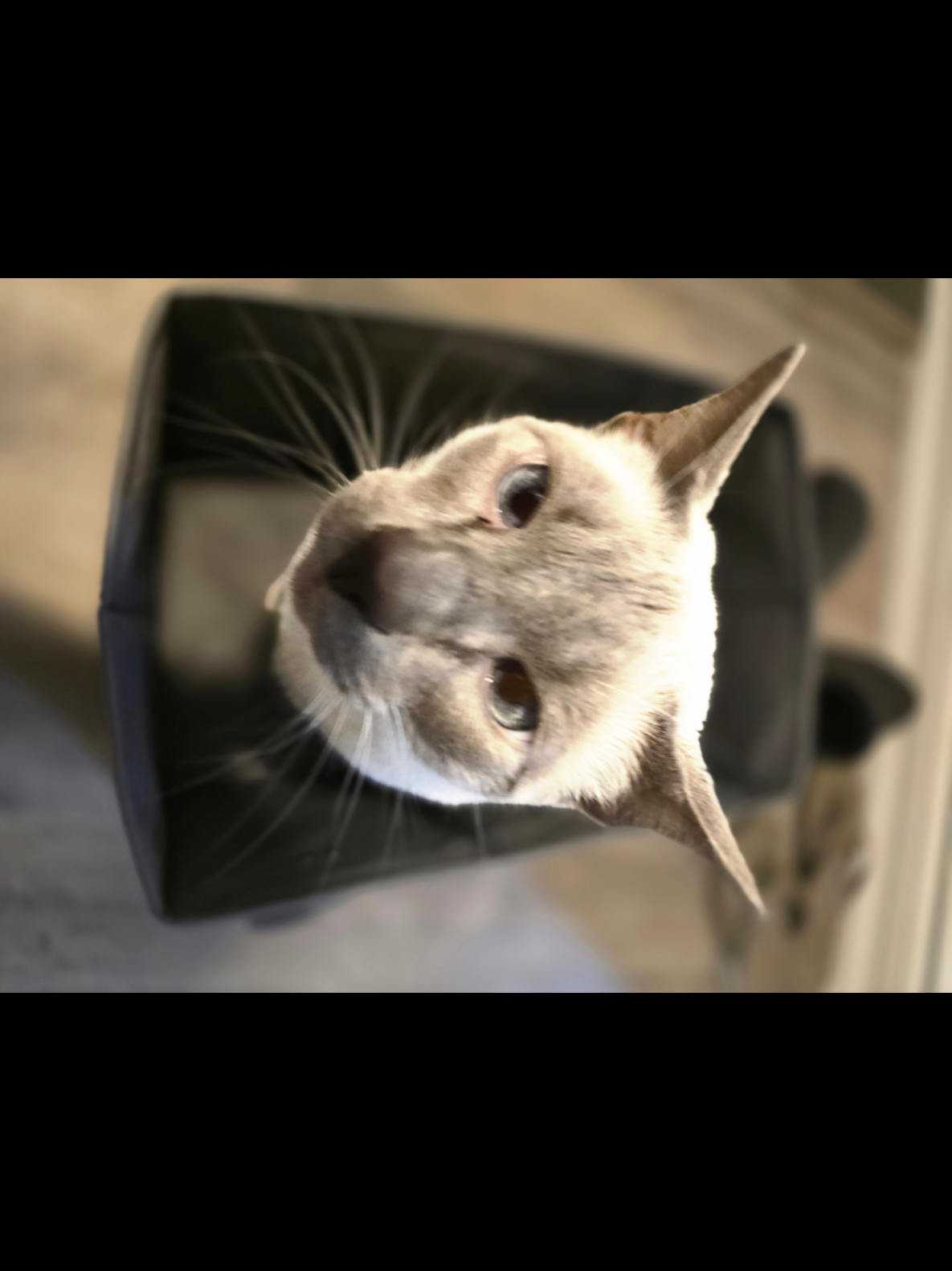 @gamedropspops