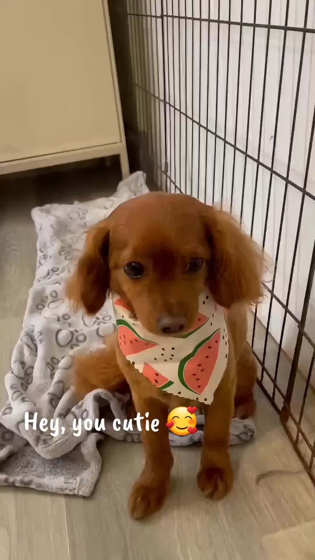 @Maru Maru Pet Services