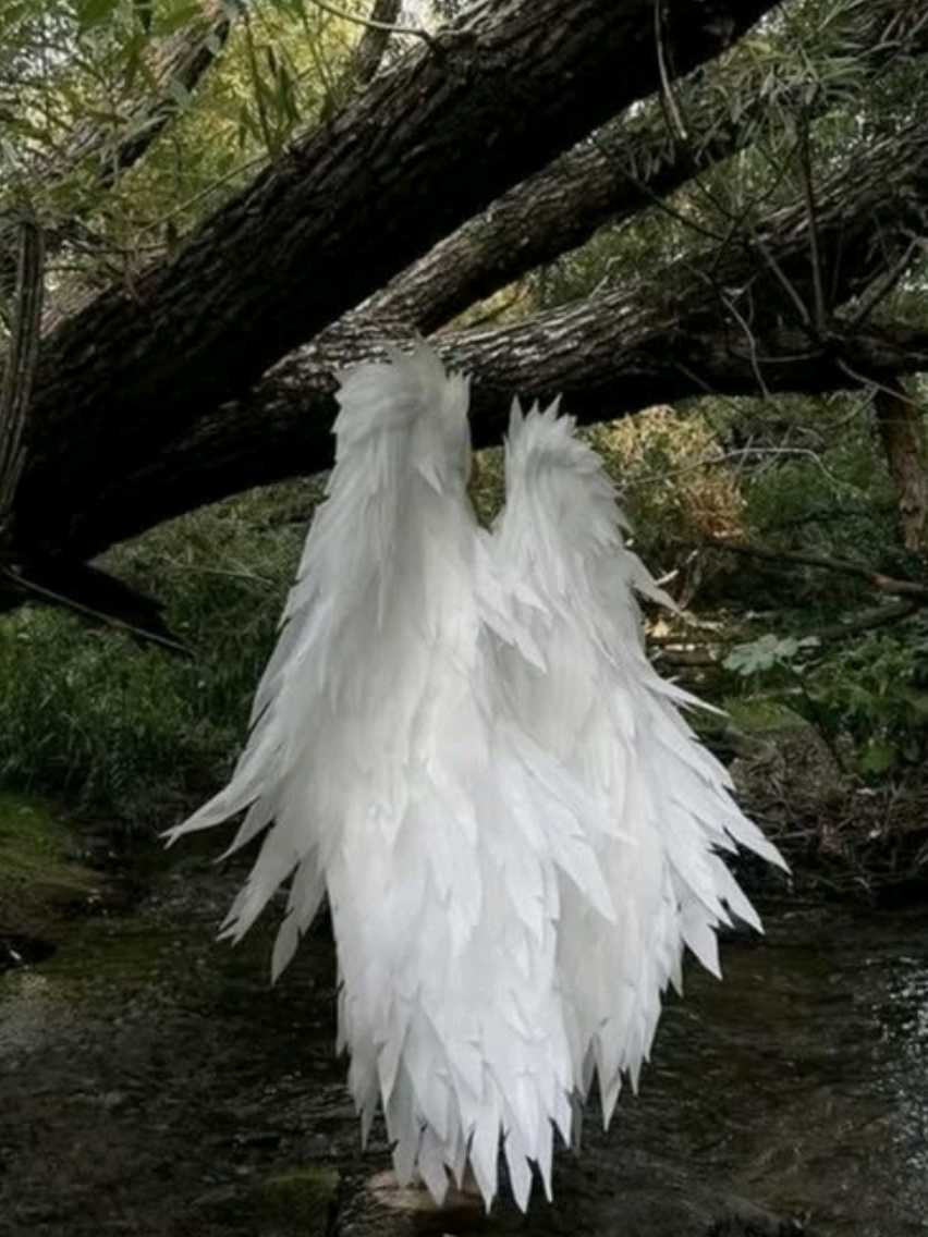 @𝑊𝑖𝑠𝑡𝑒𝑟𝑖𝑎𓆤