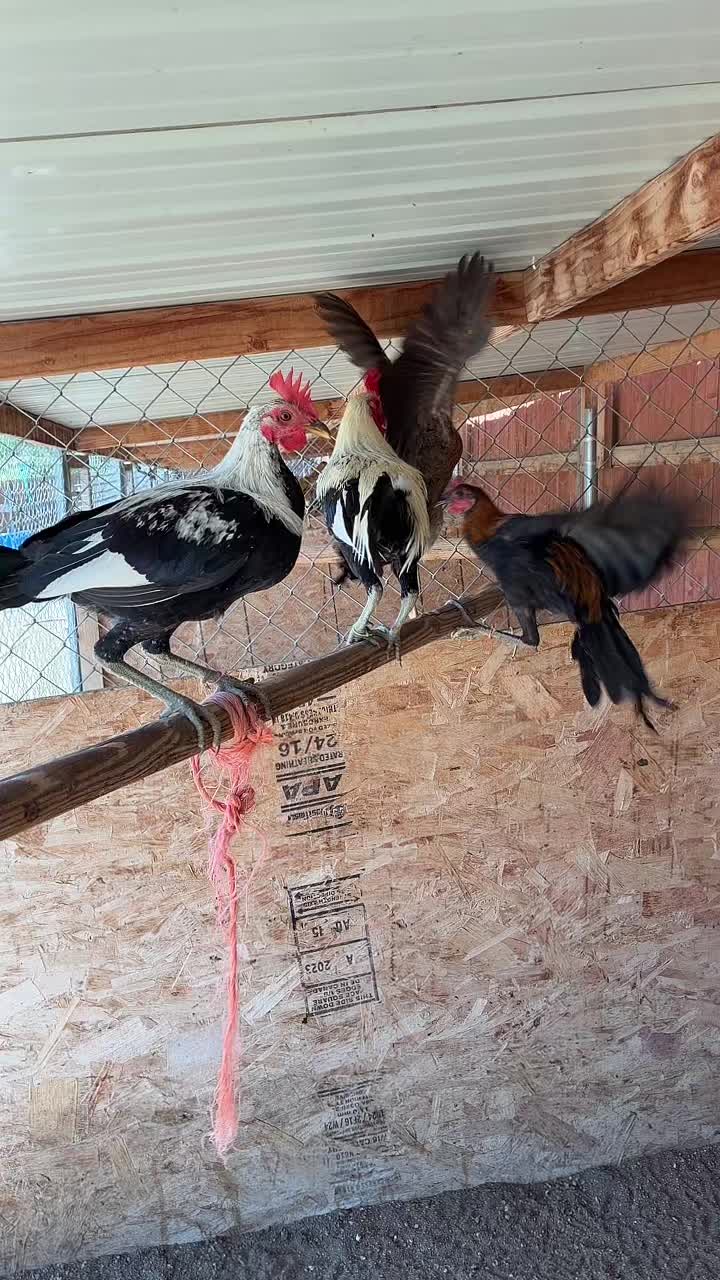 @A.MENDOZA.FARM.USA 74HWY