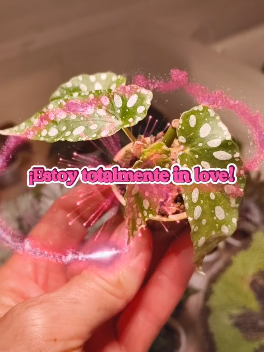 @𝑴𝒊 P𝒂𝒕𝒊𝒐𝒉𝒖𝒆𝒓𝒕𝒐