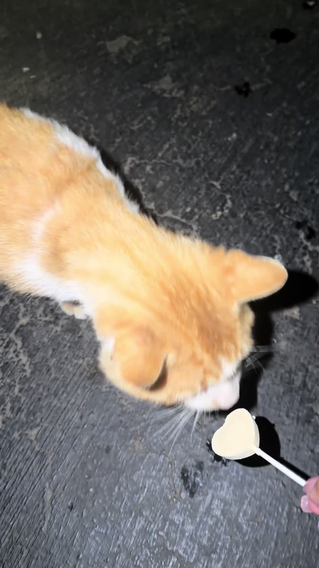 @Purrrrfect Paws Rescue