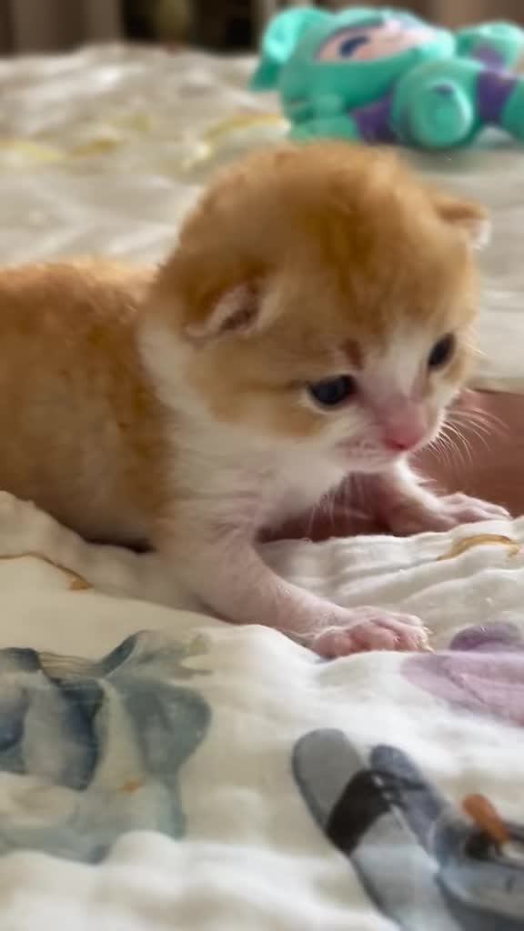 @catbosssss