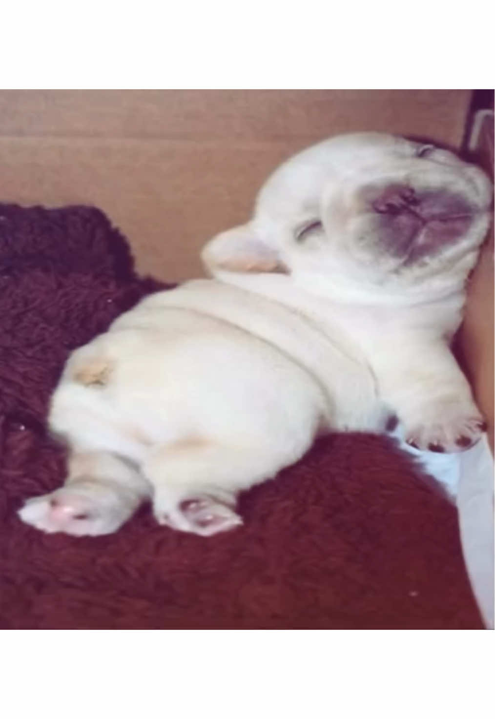 @Pibble Plug
