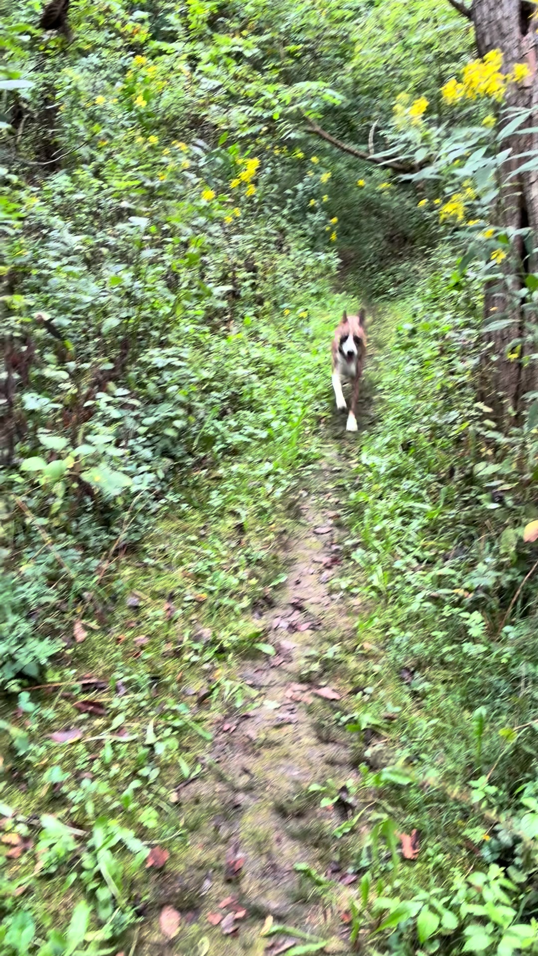 @Hikingwithstanley