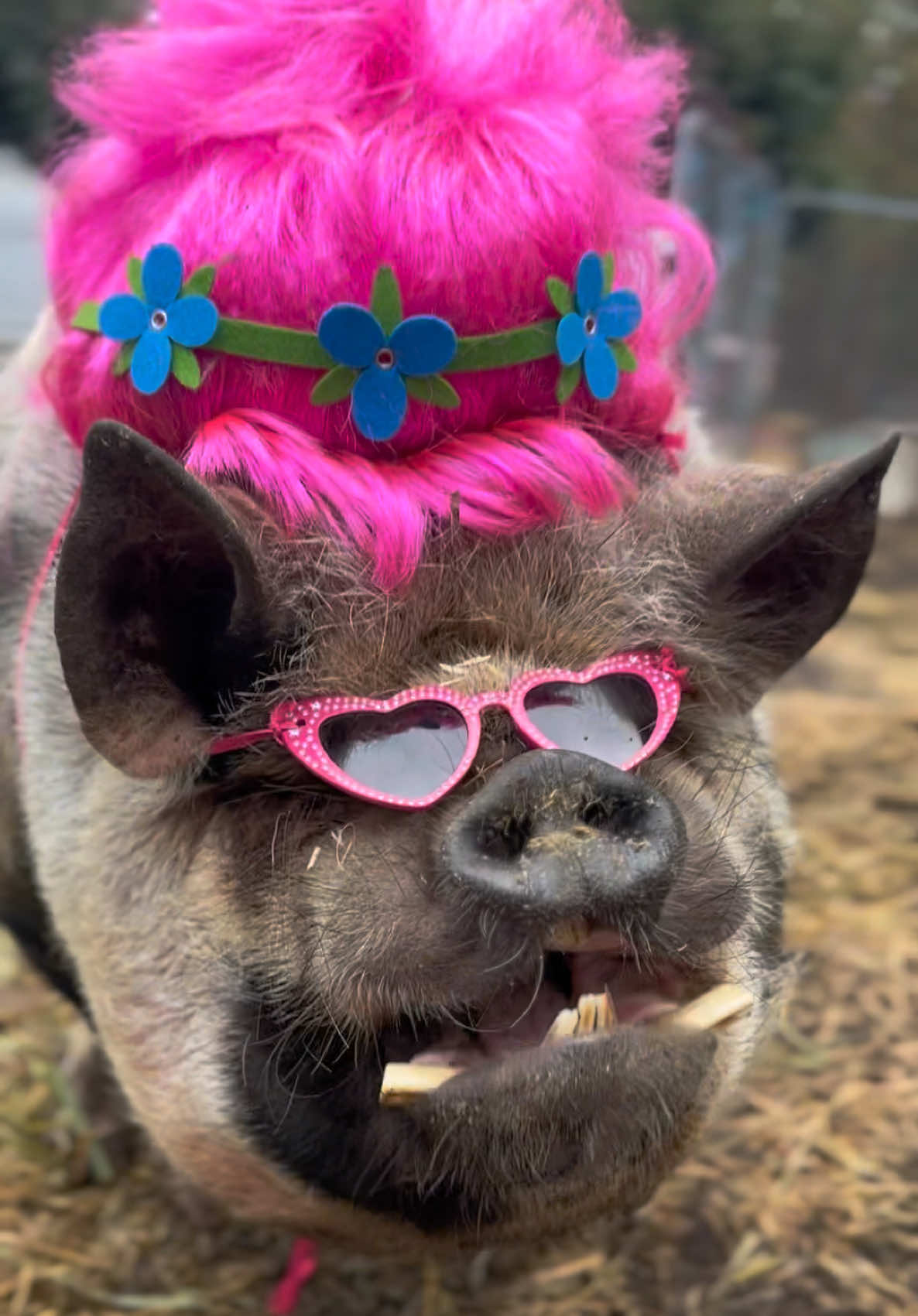 @thewinstonthepig
