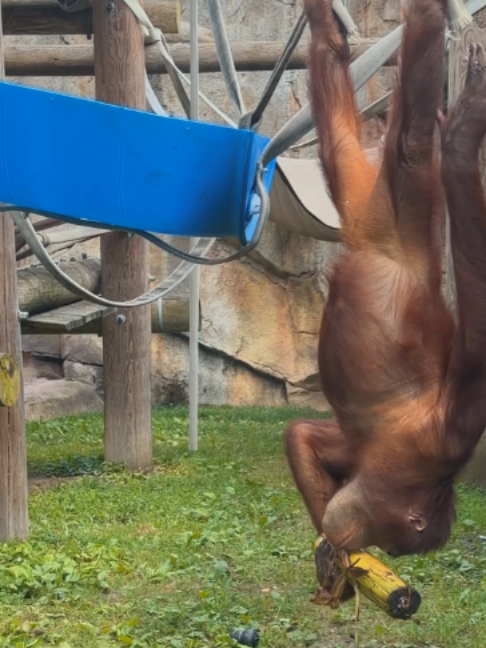 @The Toledo Zoo