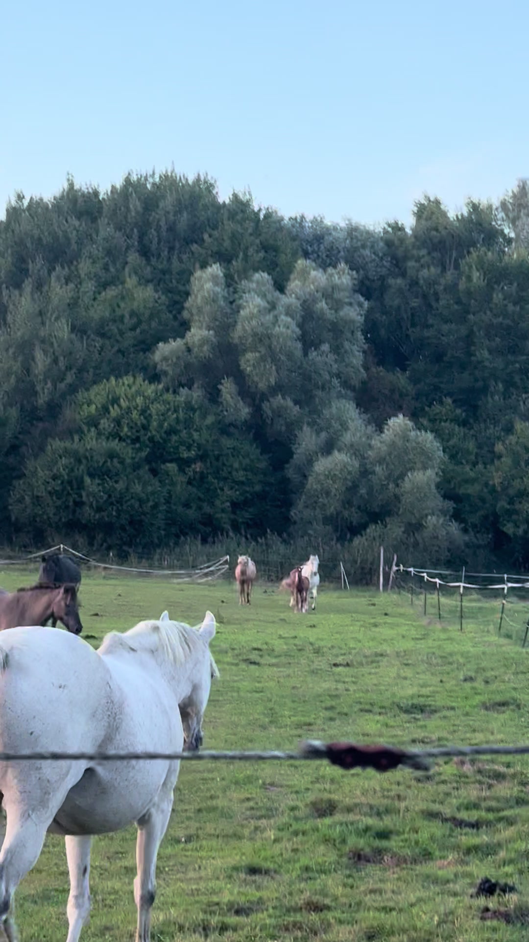 @herzenspferd_lucie❤️🥹