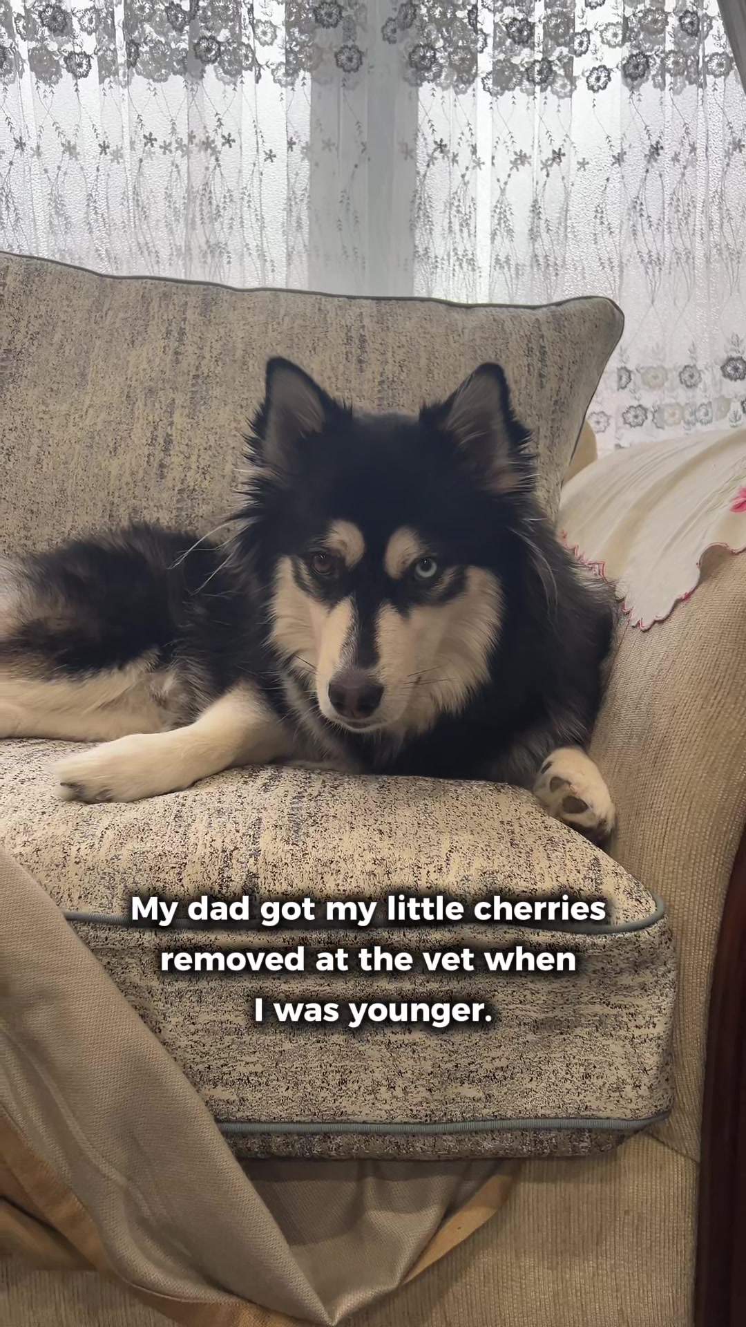 @Zeus the Pomsky🐾