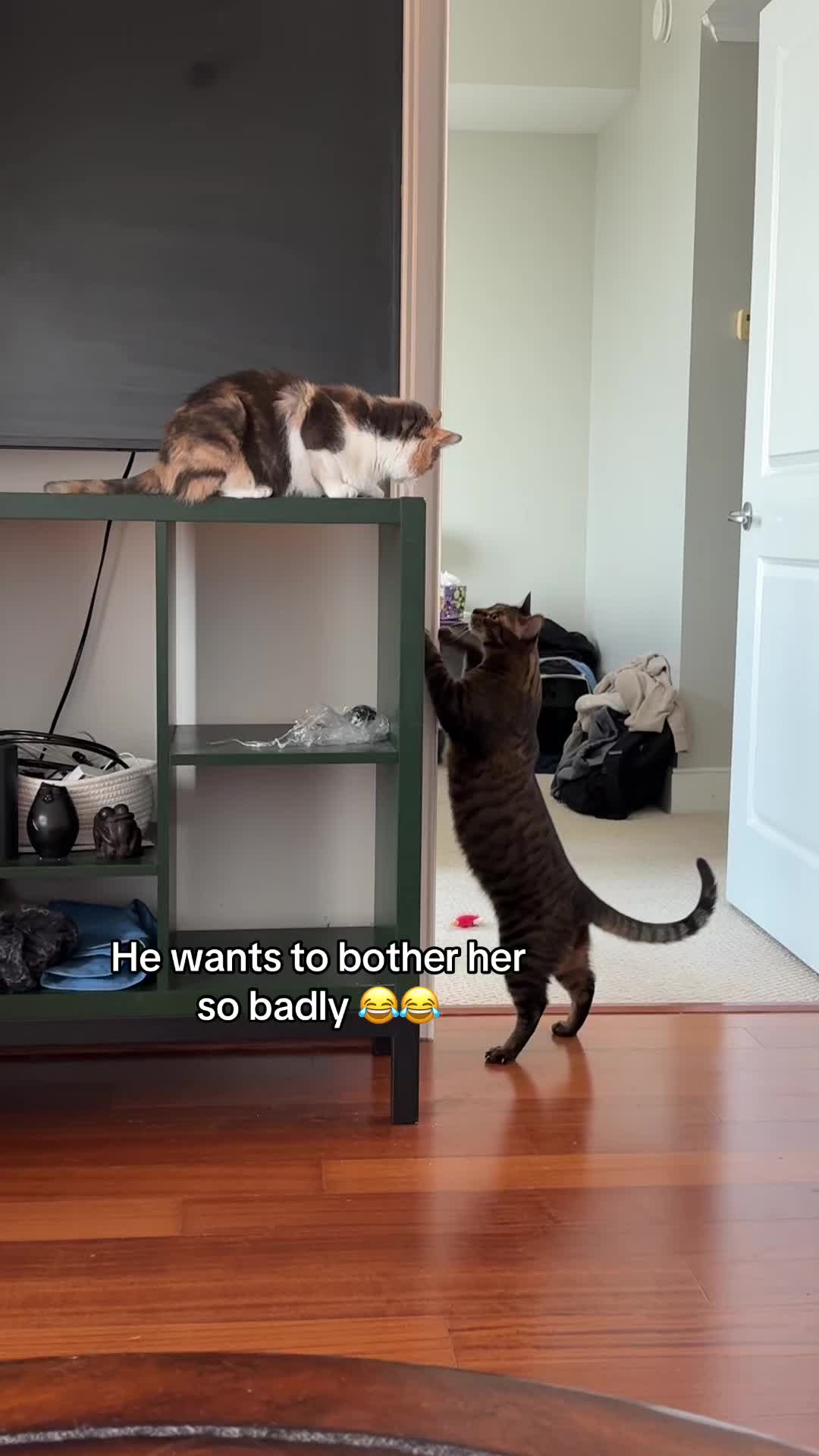 @Quinn The Calico
