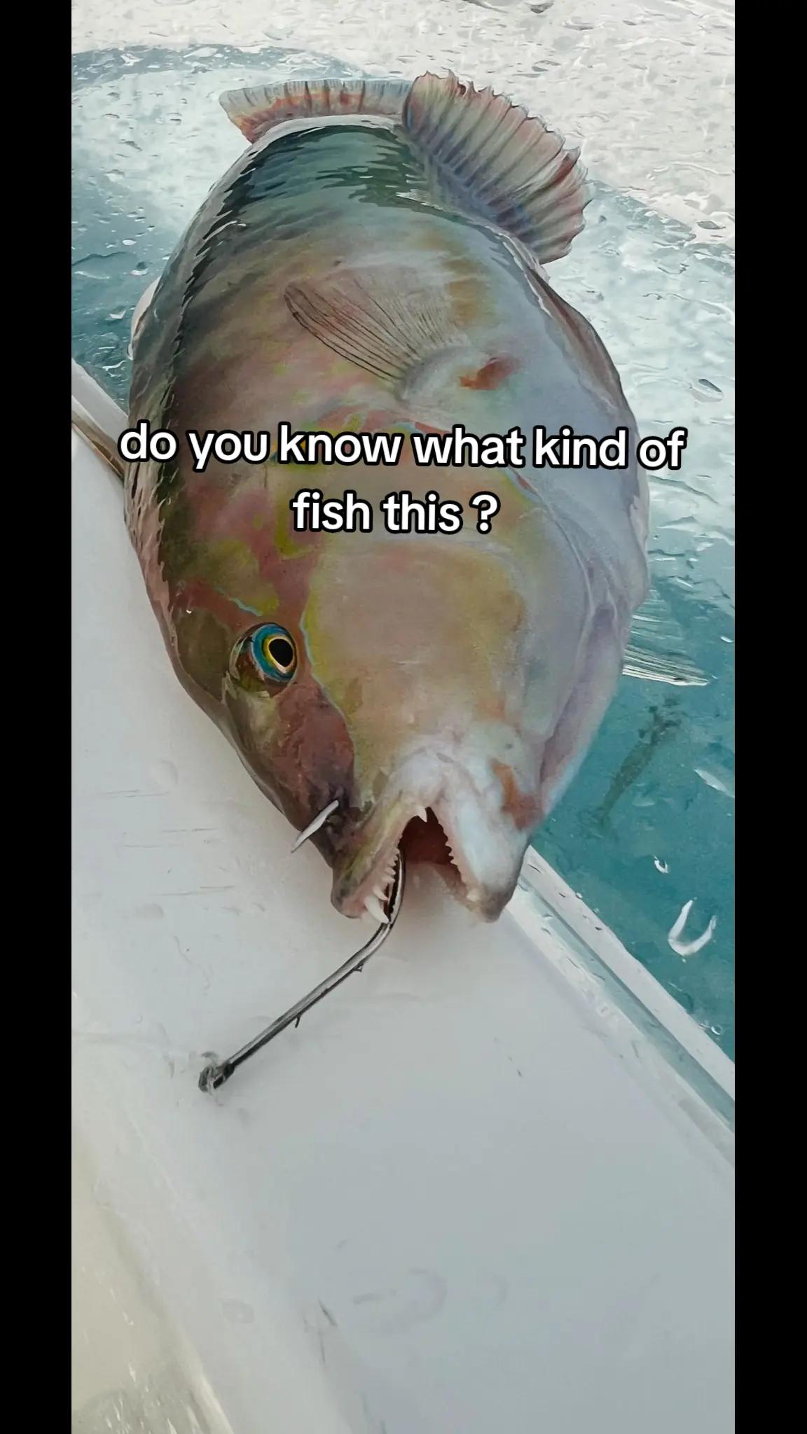 @Gynifur🎣