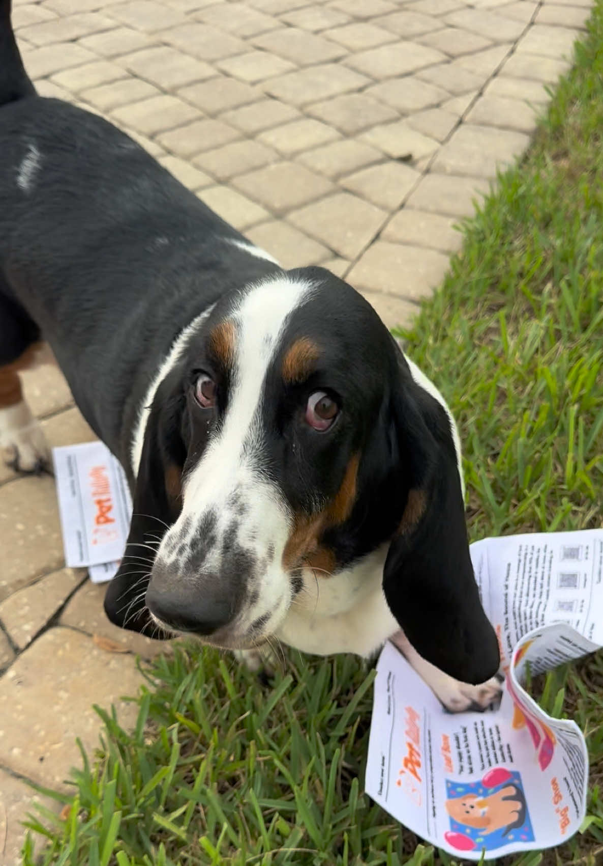 @🐾BillieBasset🐾