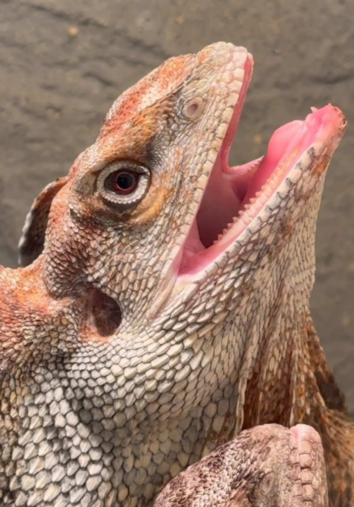 @Tommys_reptiles