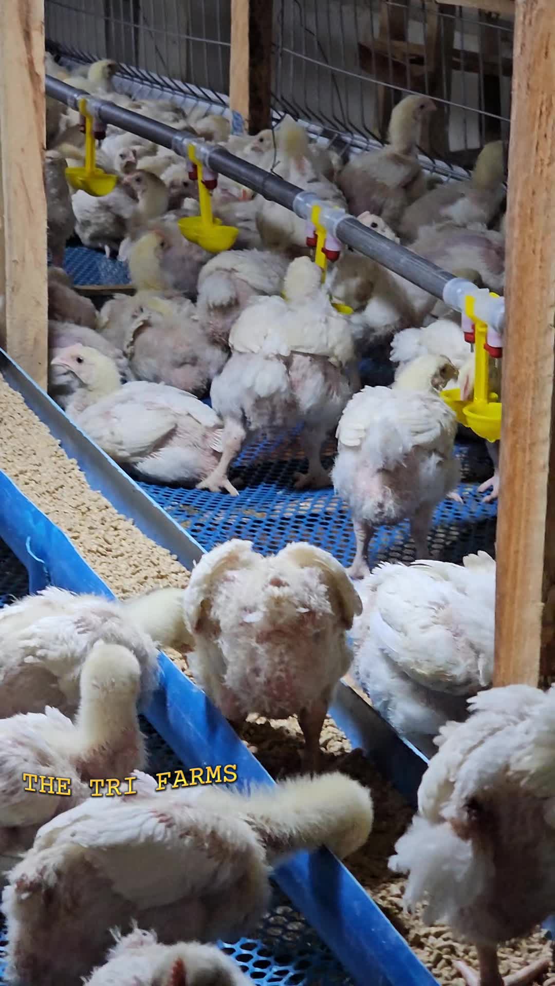 @thetri farms