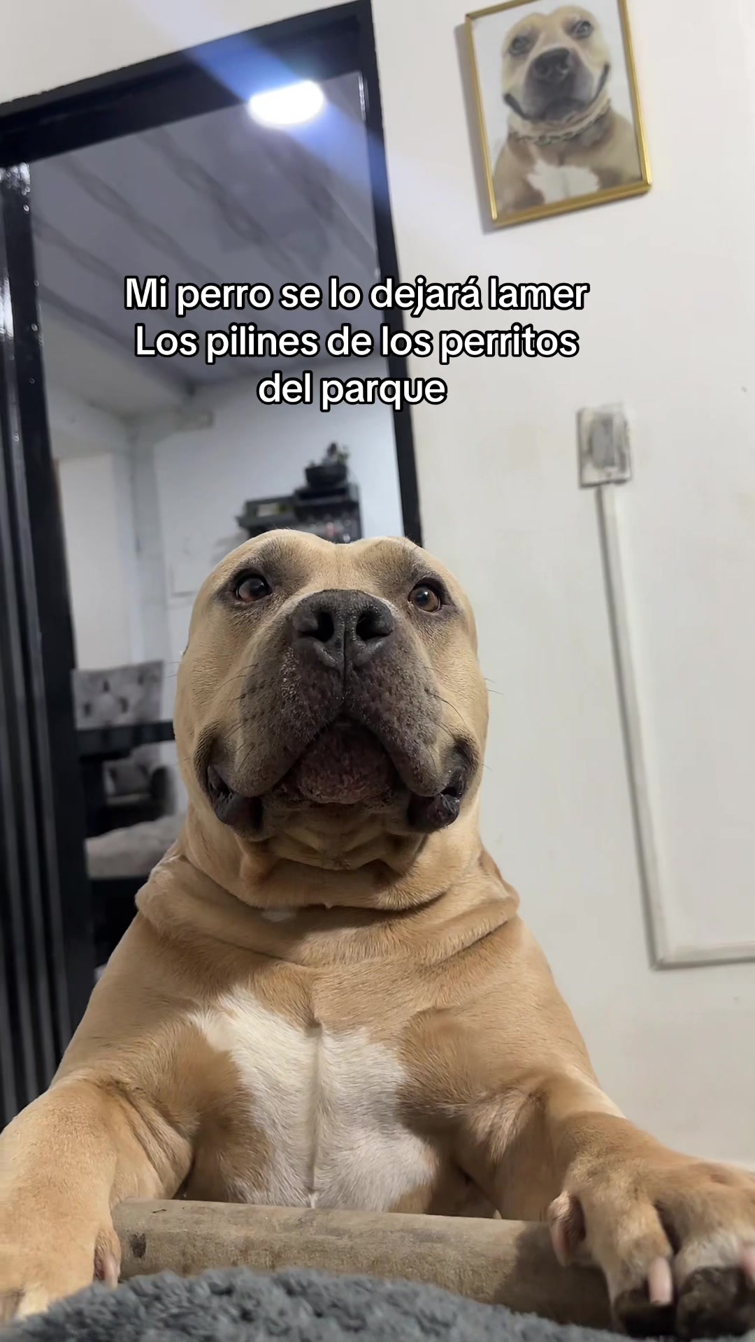 @Vikingo606