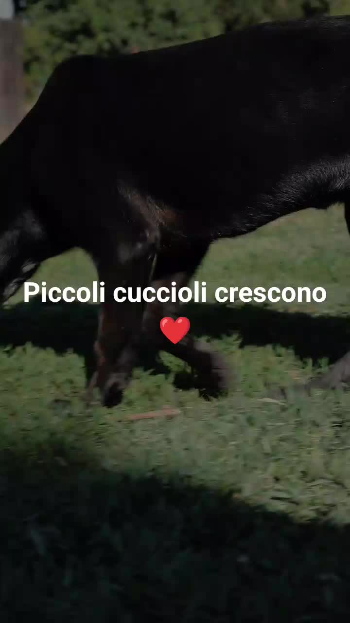 @code felici