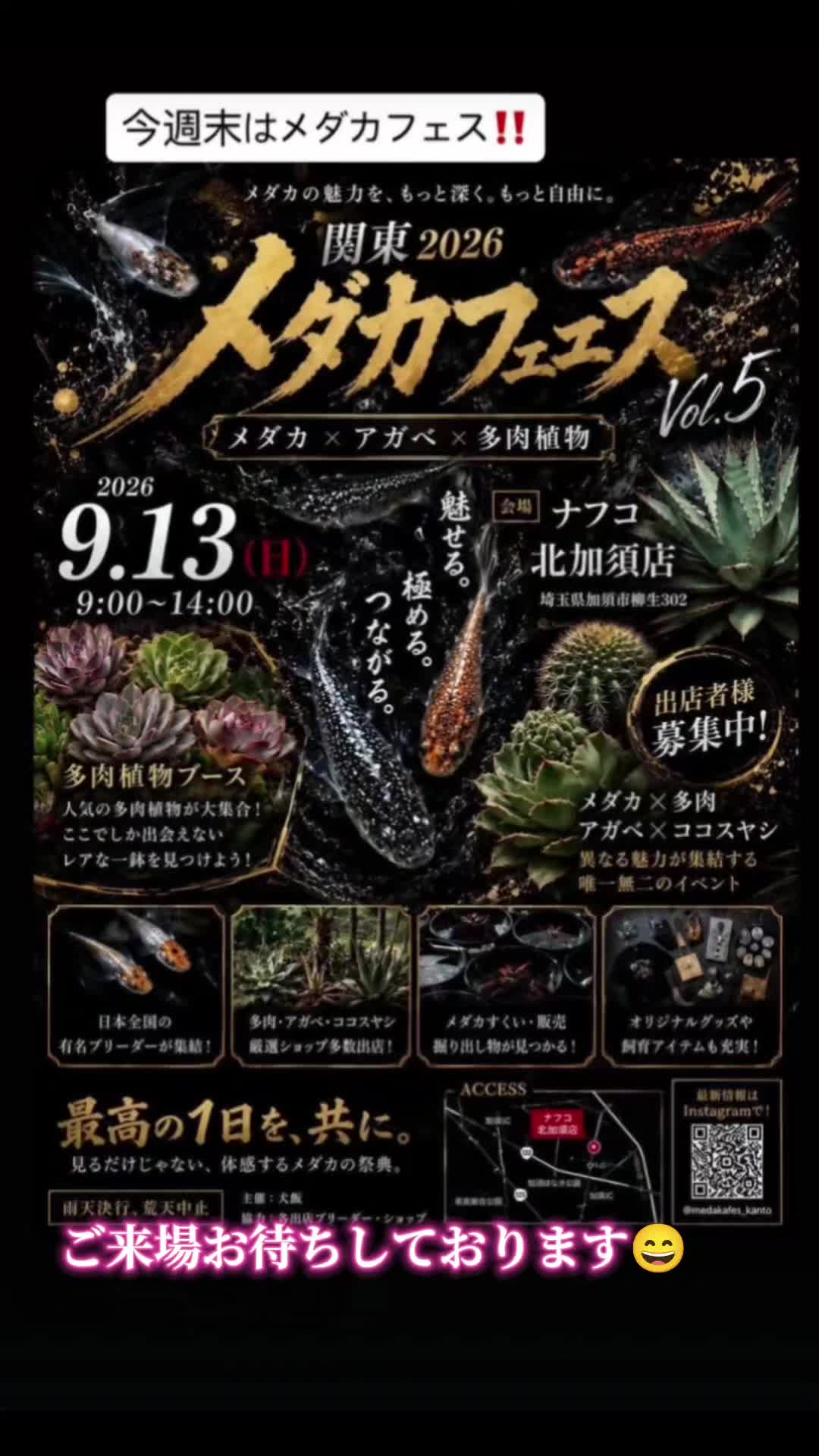 @英上めだか