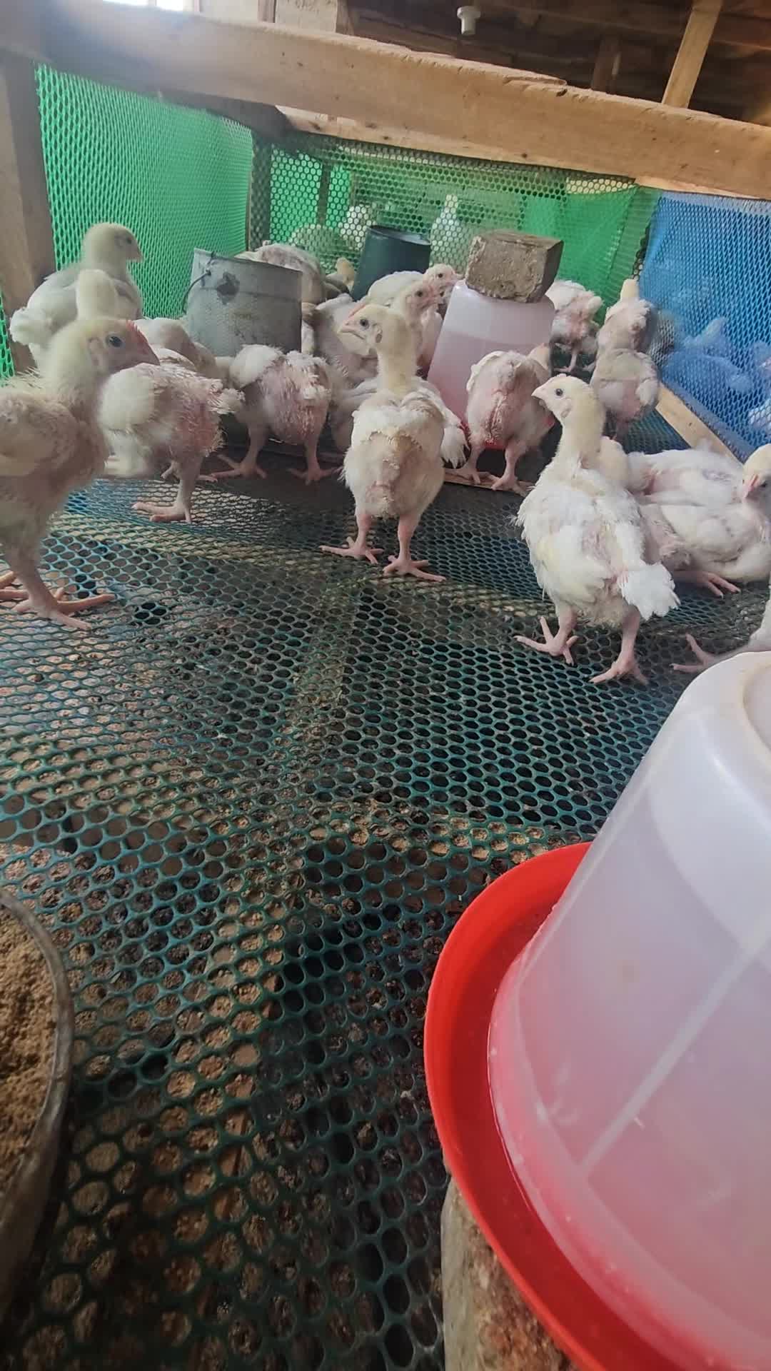 @thetri farms