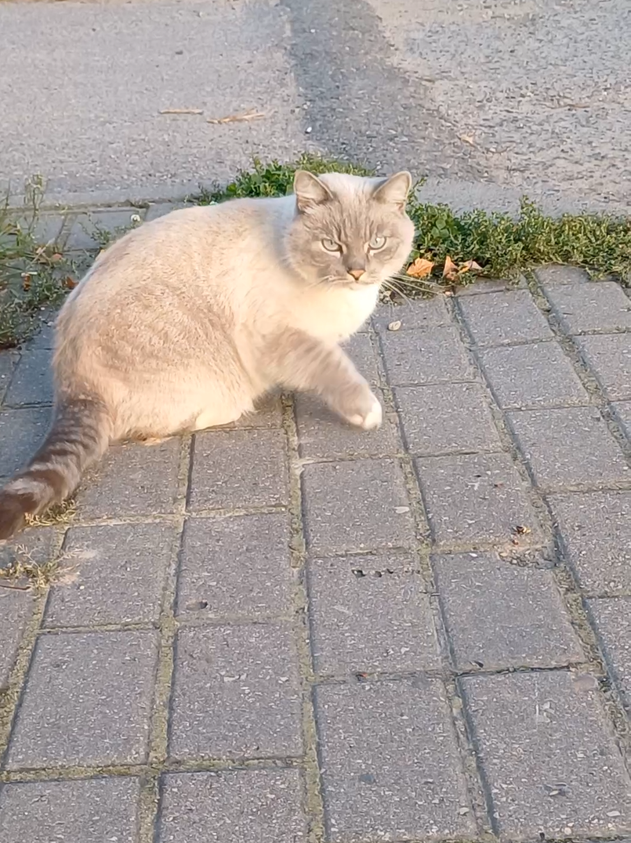 @cat_bayun_