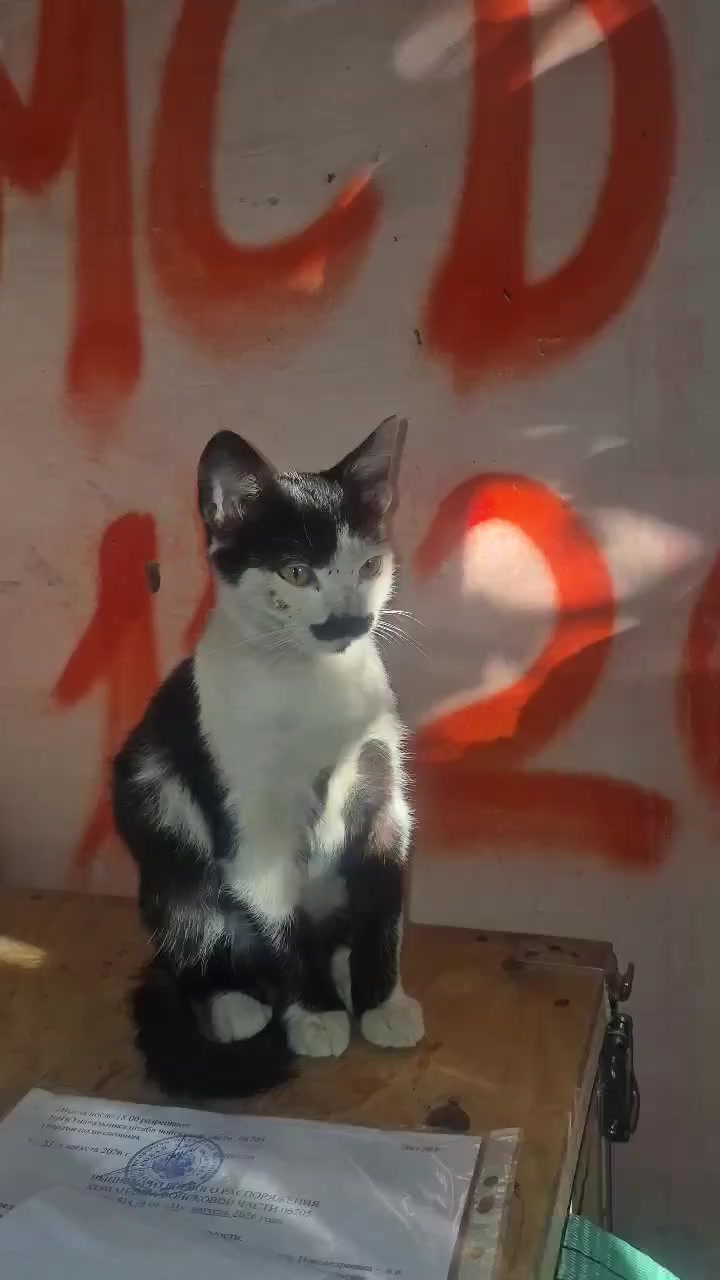 @𝑺ℎ𝑜𝑥𝑭𝑜𝑥