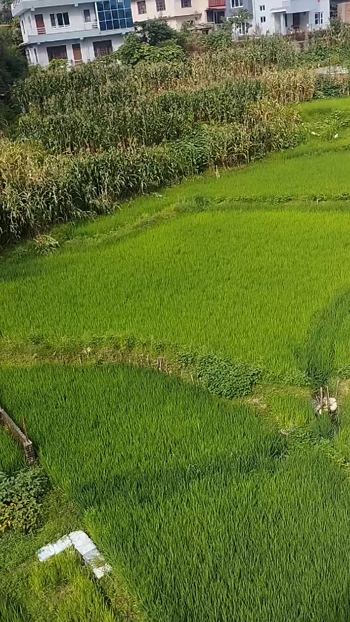 @Adhikari Tulasha Cha