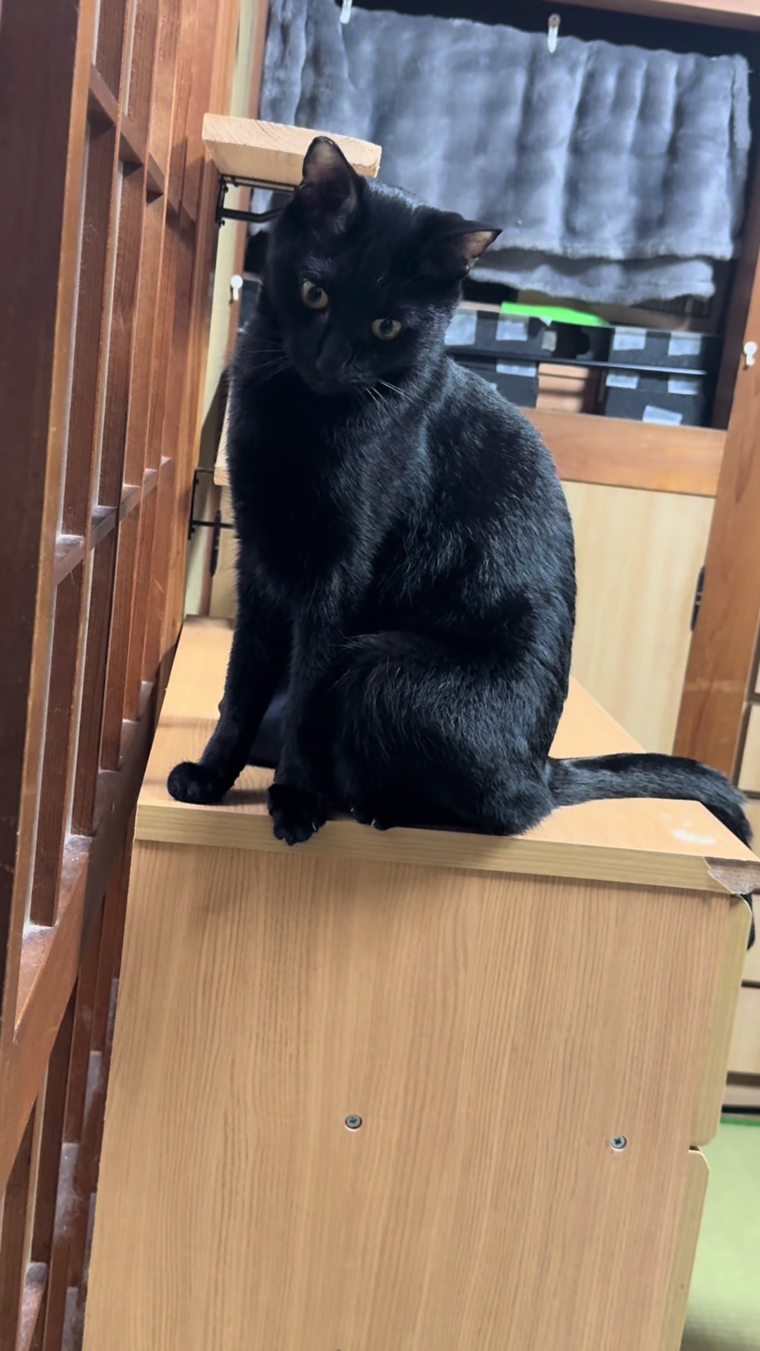 @黒猫兄弟ココピー&カリン