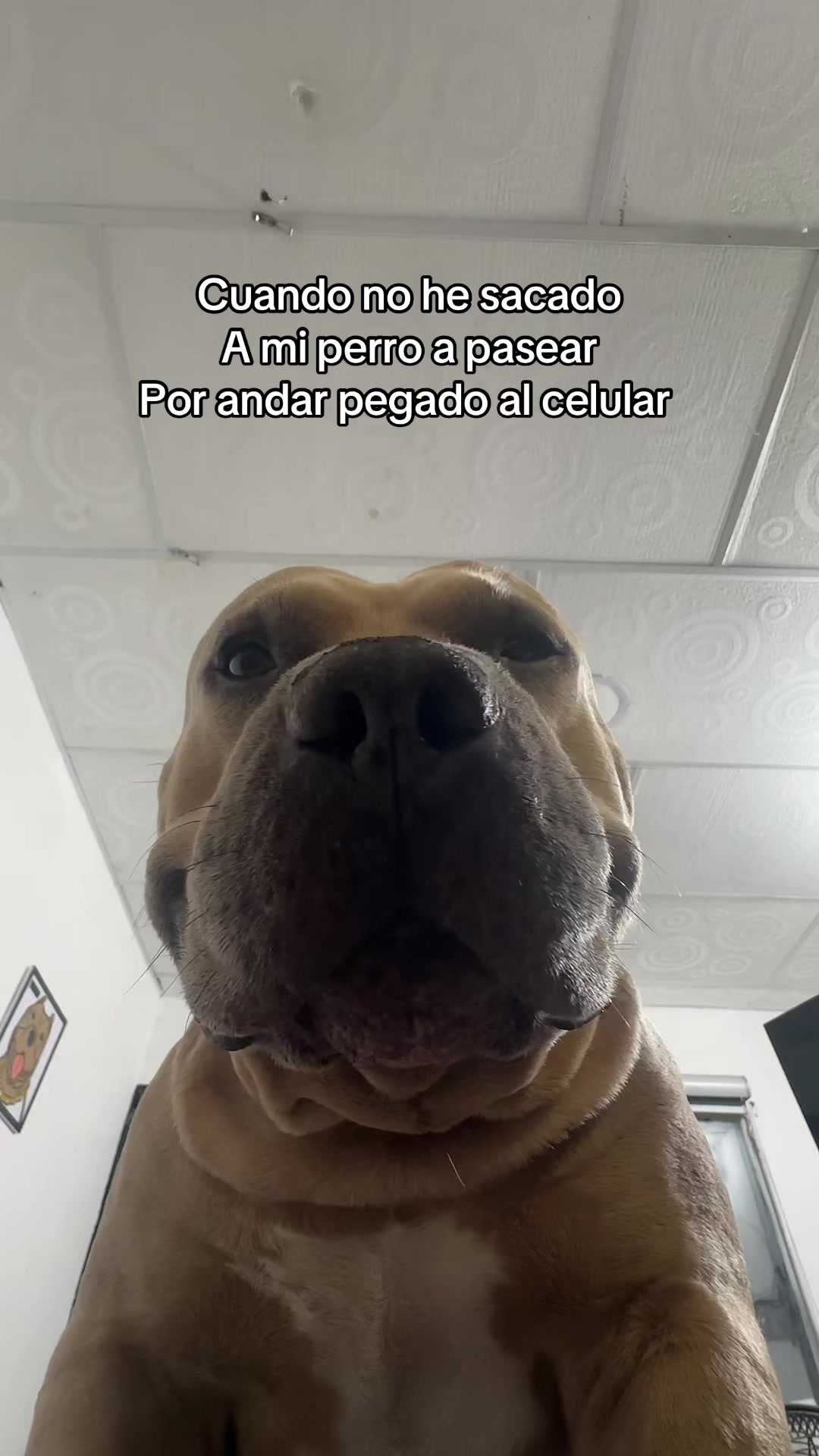@Vikingo606