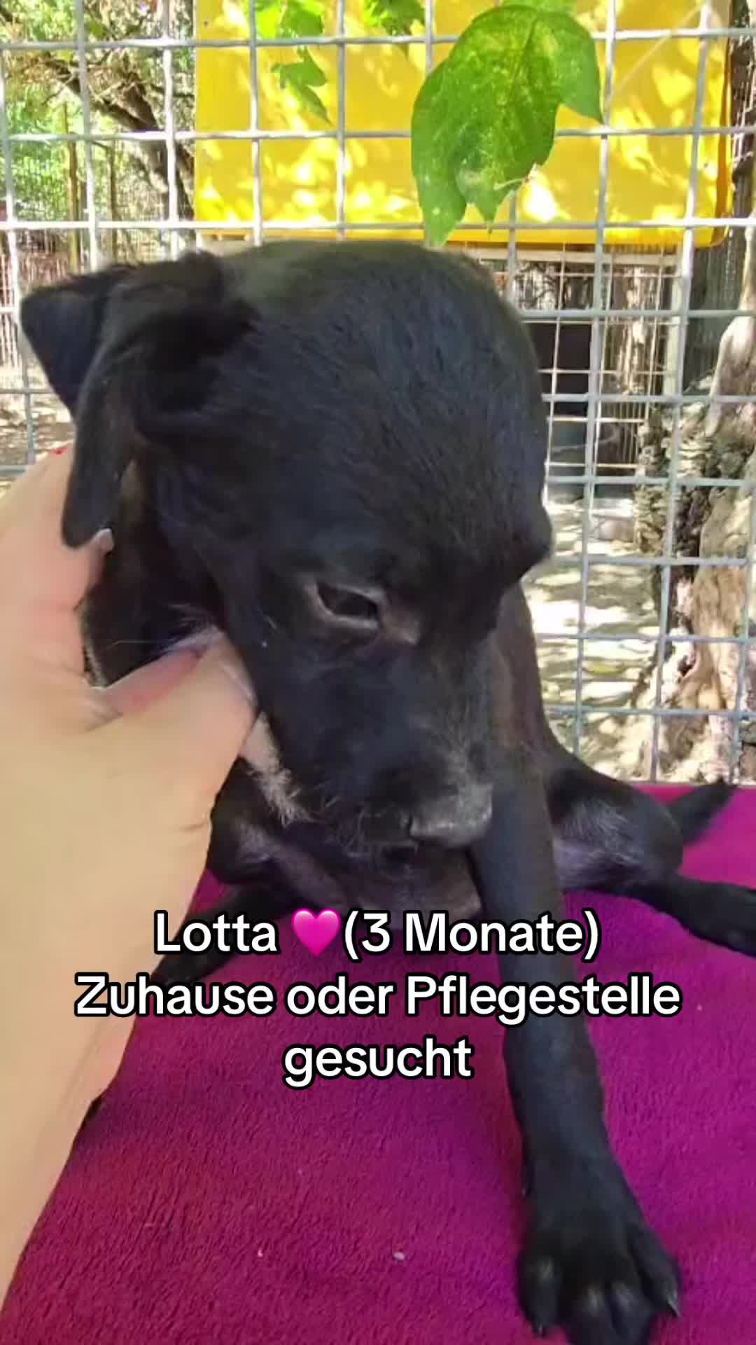 @Ankerhunde e.V.