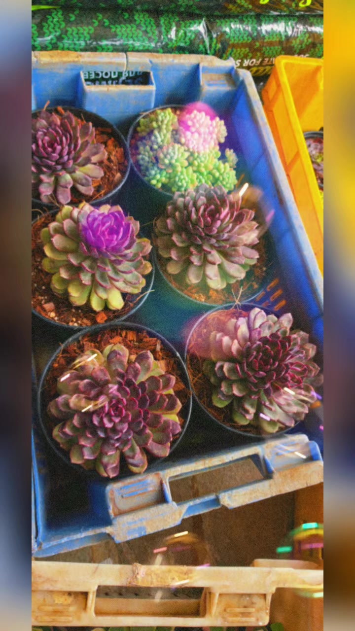 @Mi Flowers❤️