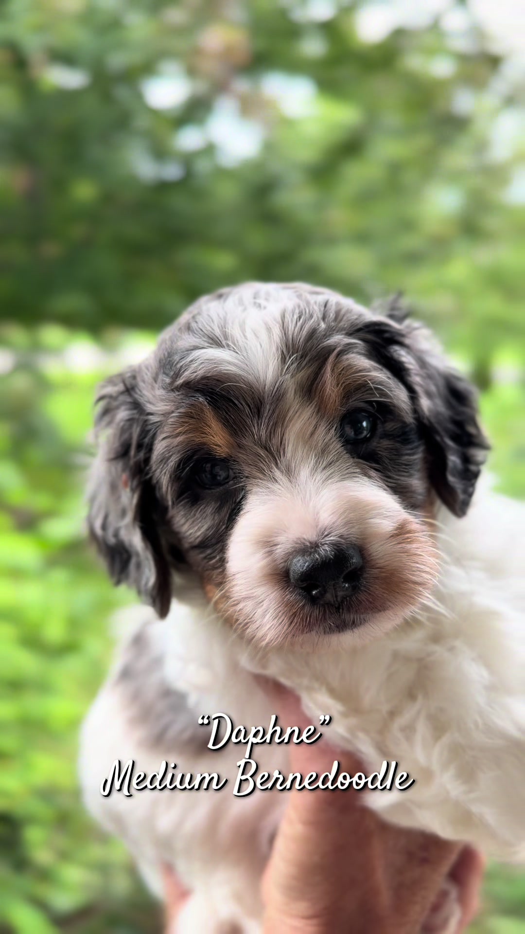 @Rocky View Bernedoodles 🇨🇦