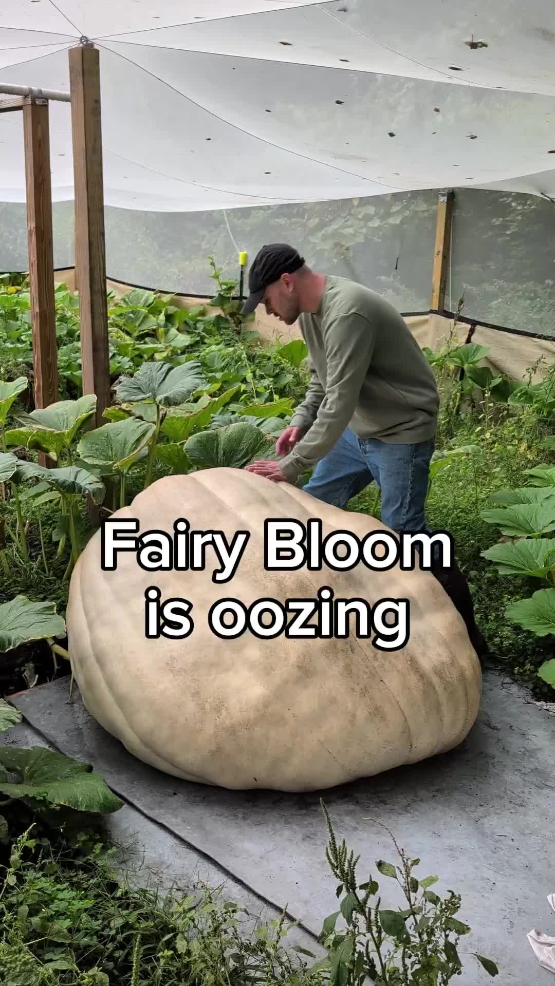 @bigpumpki