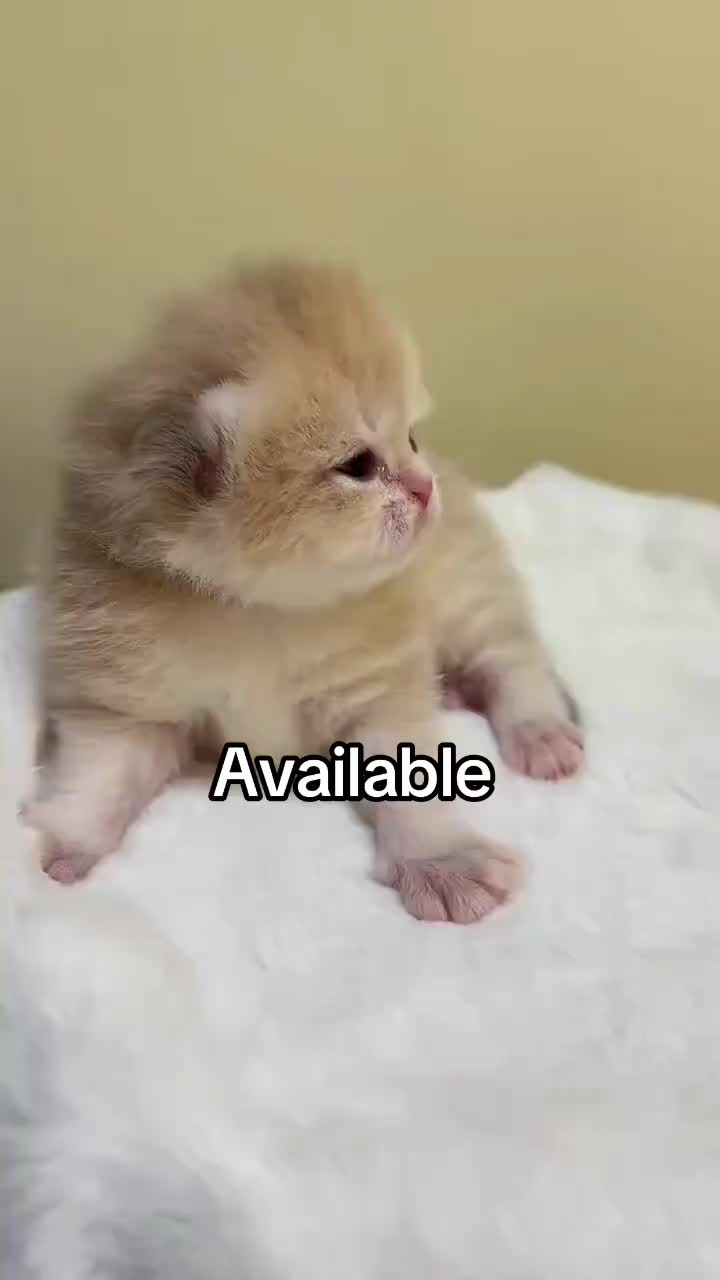 @Briann_Quinn puppies
