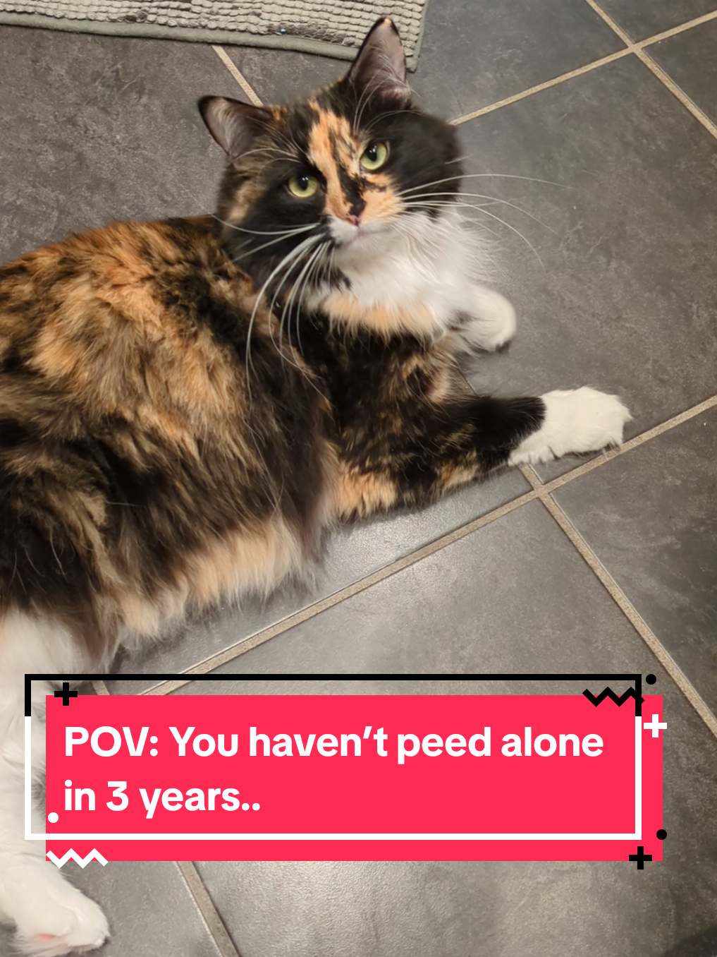 @The Cutest Cats Ever