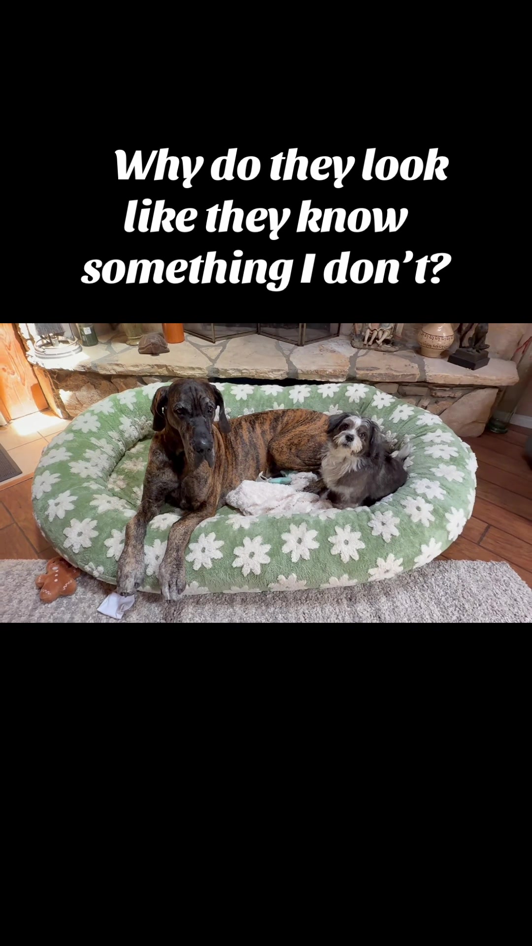 @Anders Bees Knees Great Dane