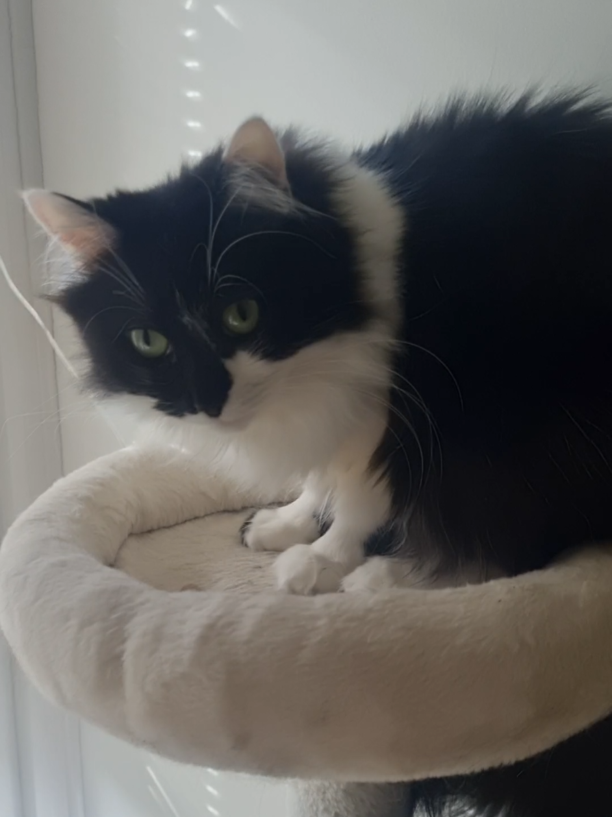 @2catlife