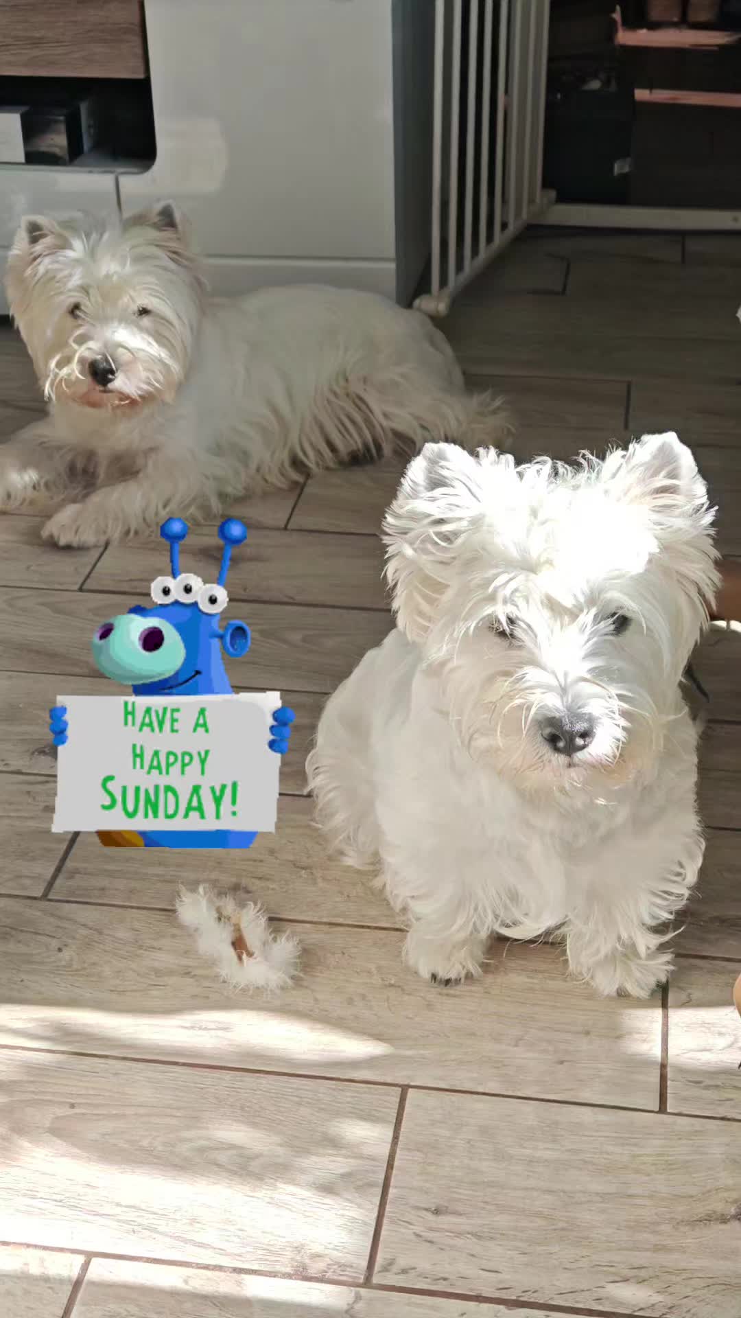 @Sugardoggy & Friends 2