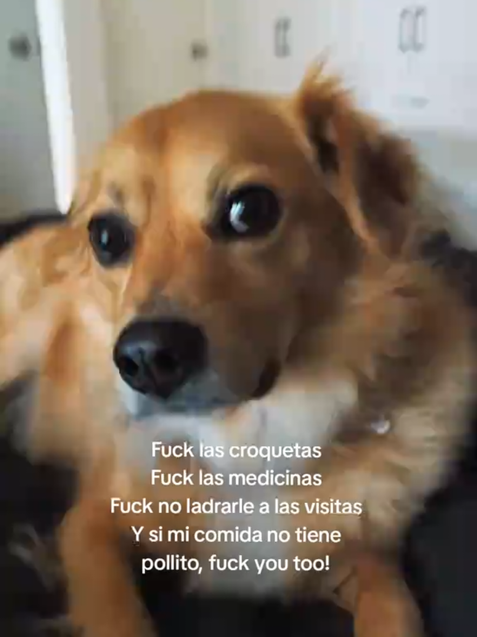 @mireyavmd