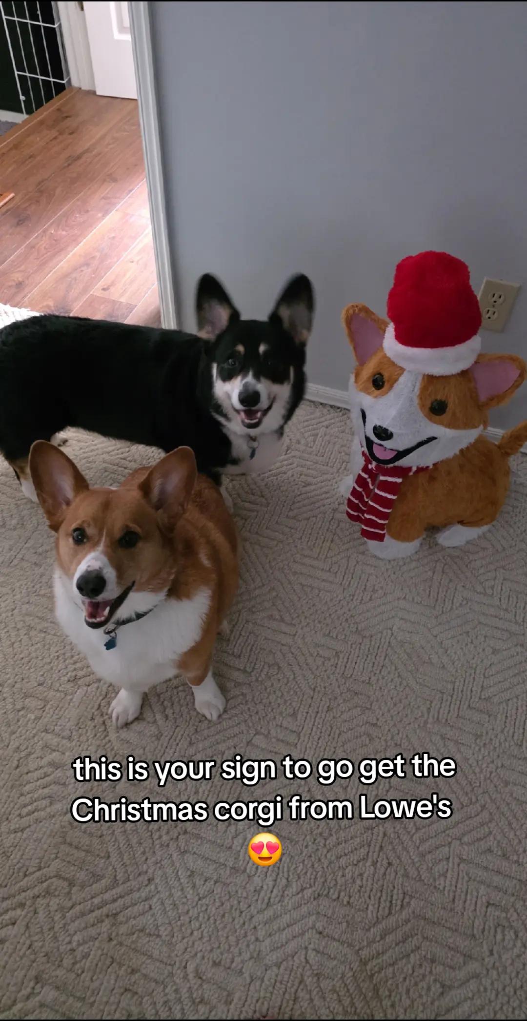 @Chelsea | Corgi Mom 🐾