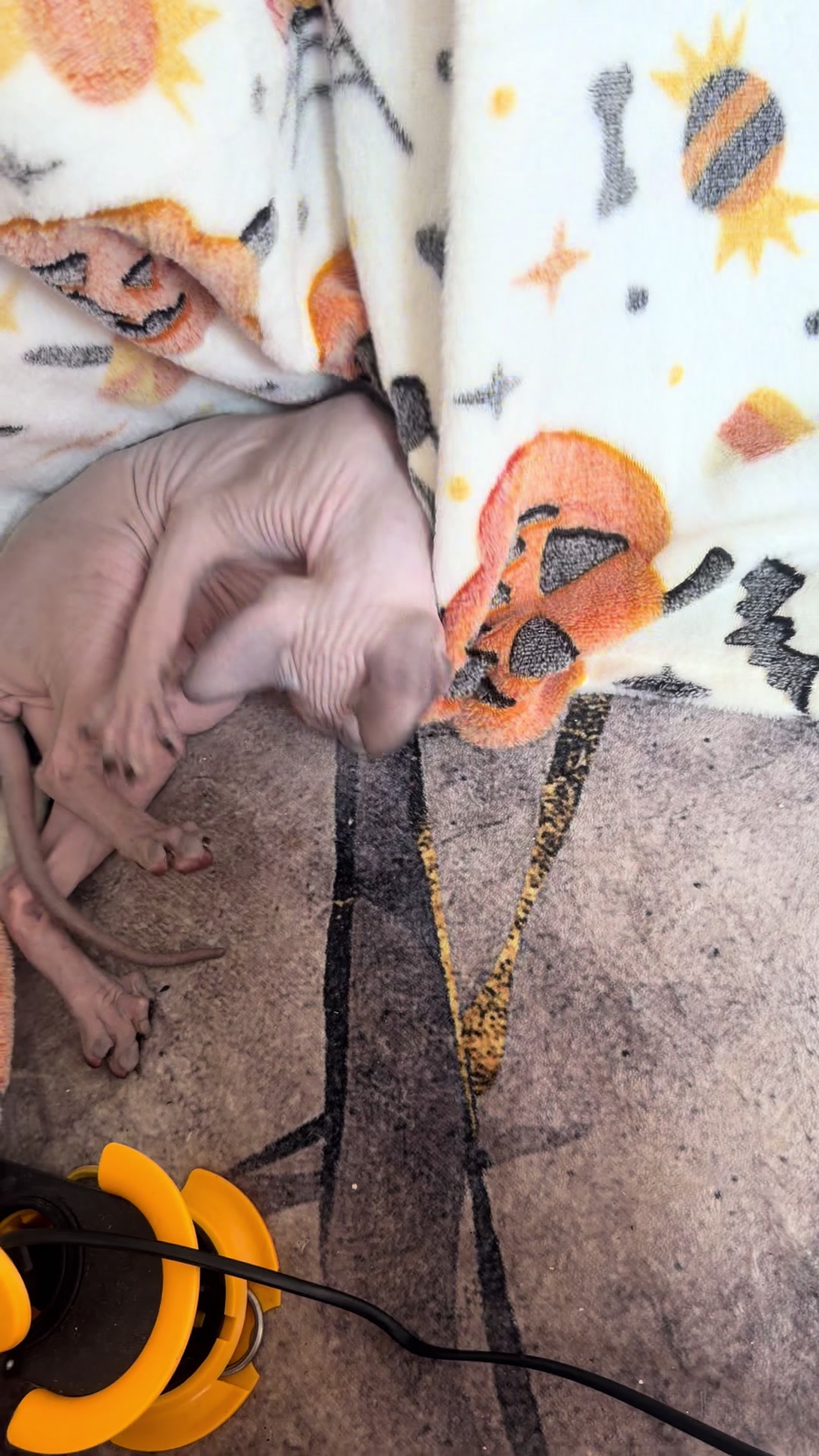 @Diana Ciortan Sphynx Romania