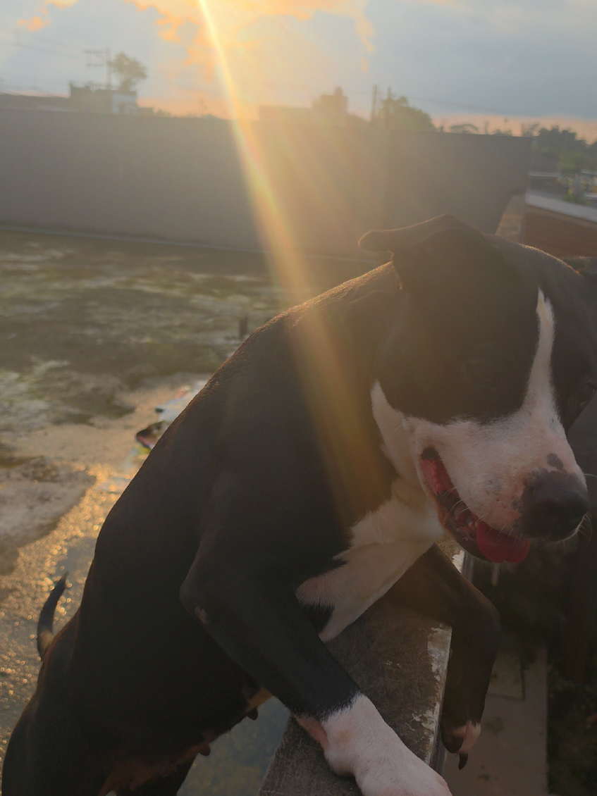 @❤️ Lunita 🐶🐾❤️✨