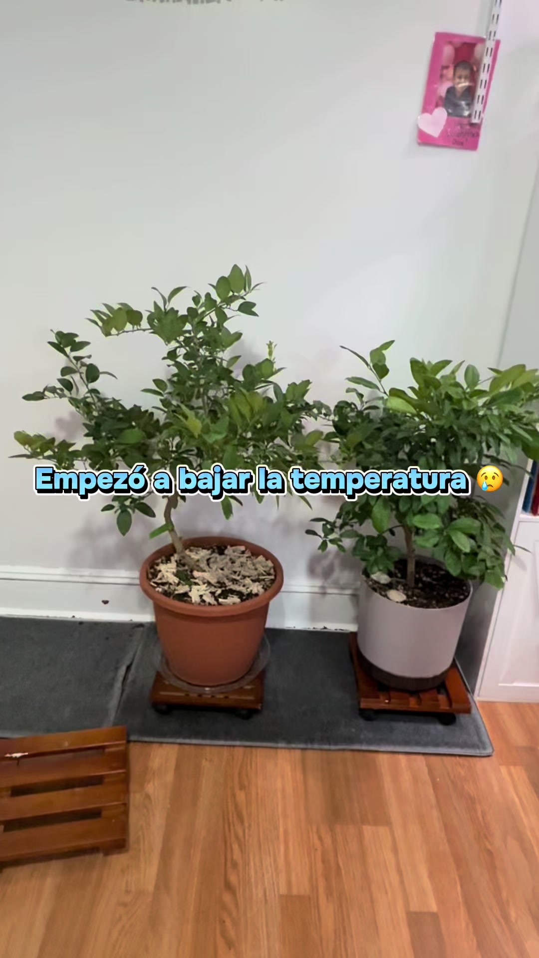 @Veronica Castillo