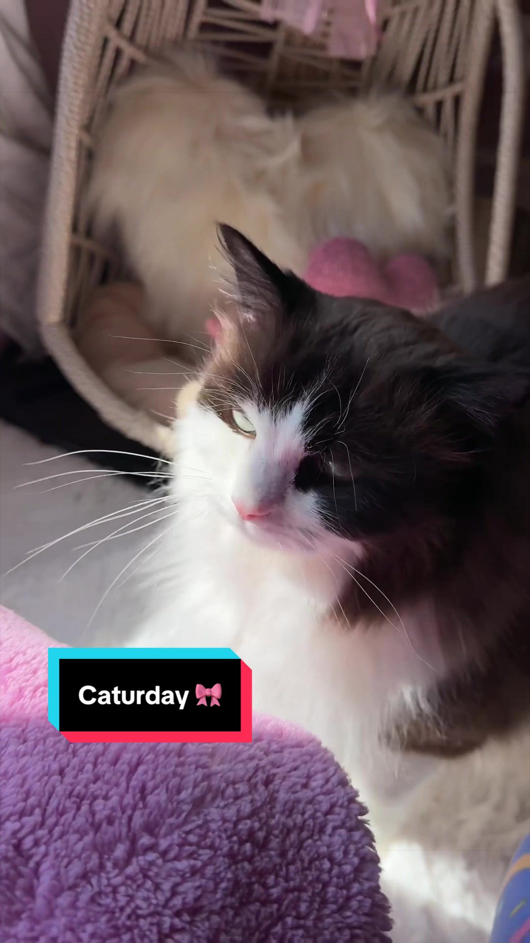 @Meredith Ragdoll Cat