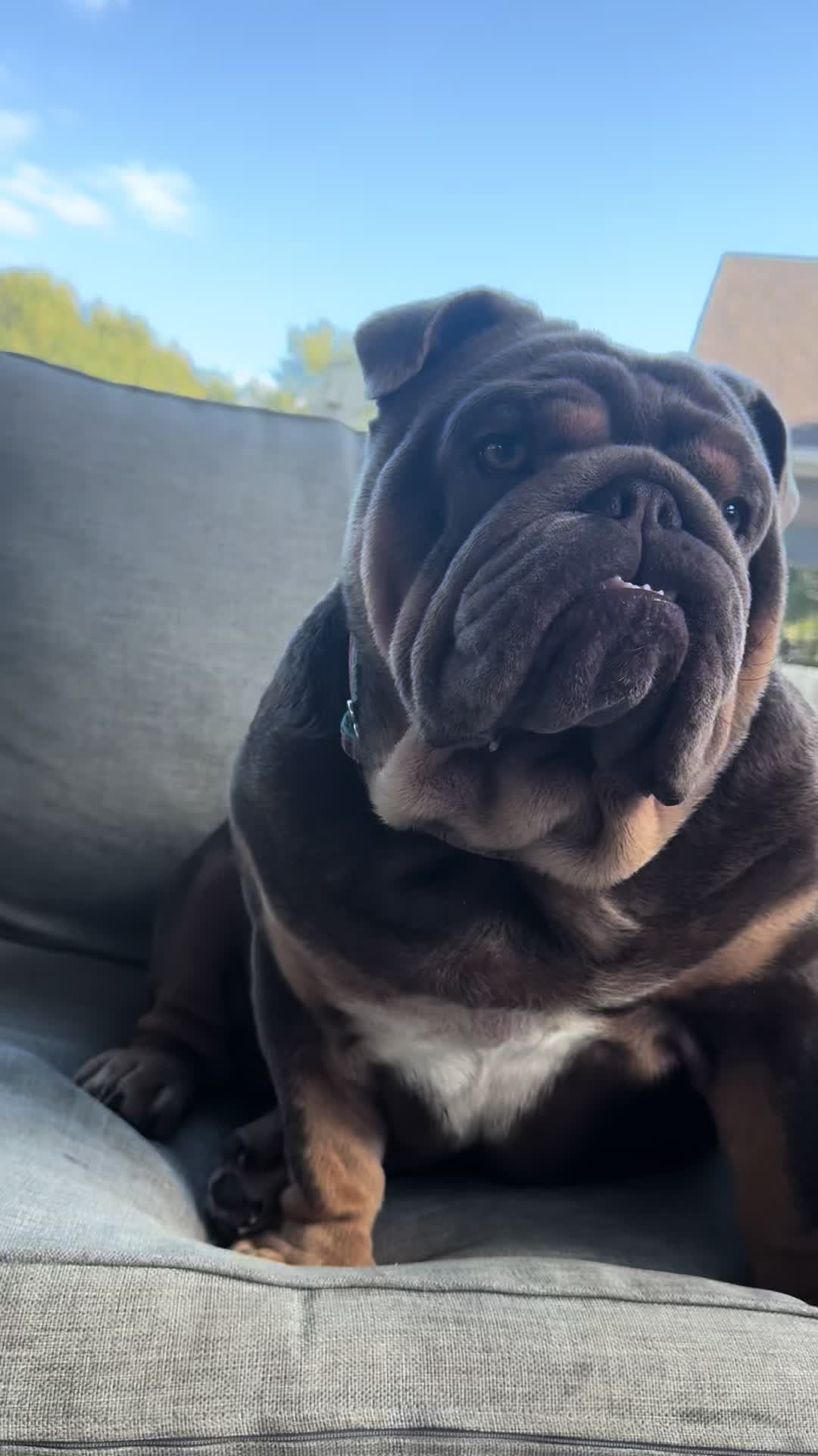 @RawlsTheBulldog