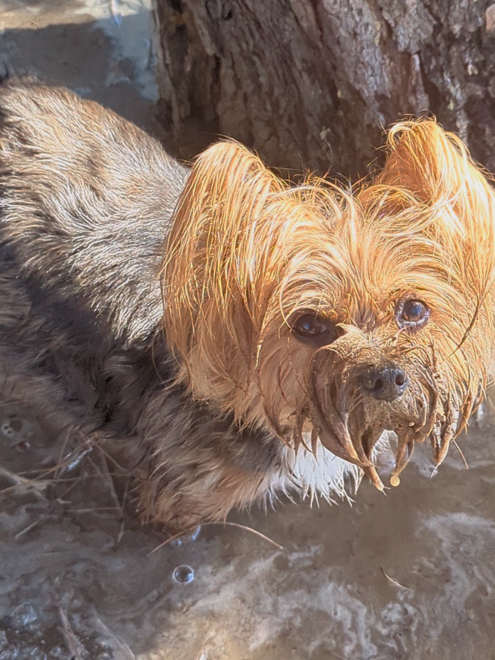 @Lizzytheyorkie