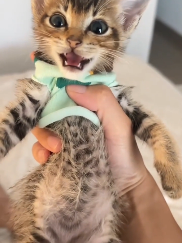 @Catman